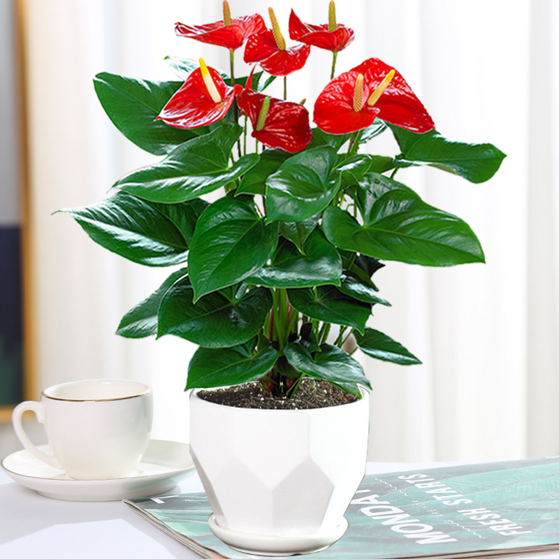 Red palm and white palm potted plants, indoor flowers are e