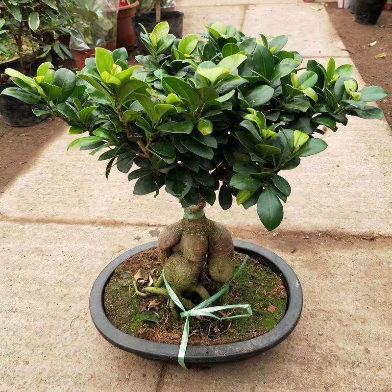 Office desktop living room, large banyan tree bonsai, green