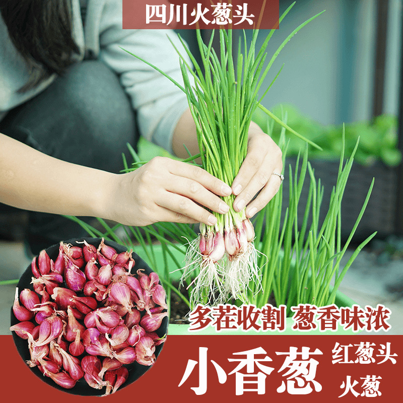 火葱头四川红葱种球 红葱头小香葱四季香葱种子耐热蔬菜盆栽种植
