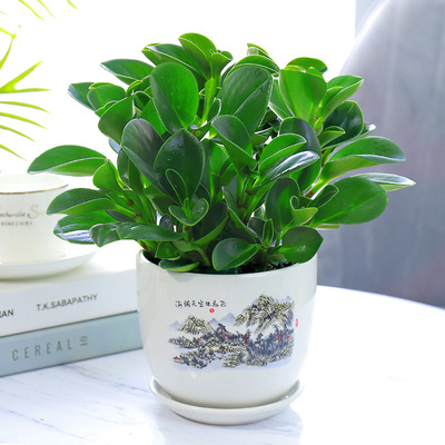 Douban green succulent plant potted year-round green plant