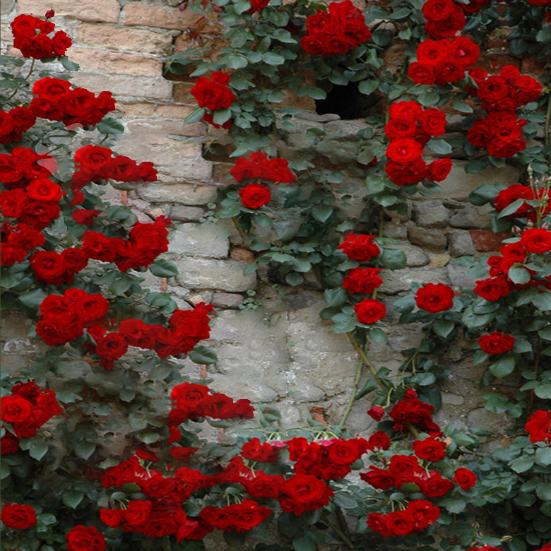 Climbing Big Red Little Girl Rose Flower Terrace Rose Summe