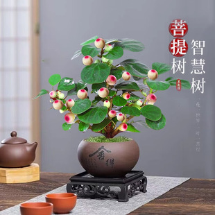 Authentic Xiaopan Bodhi Tree Pot with Fruit Plants Zen Indo