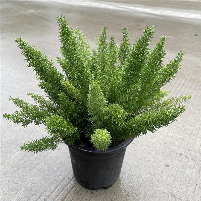 Fox Tail Tianmen Winter Potted Plants Courtyard Garden Balc