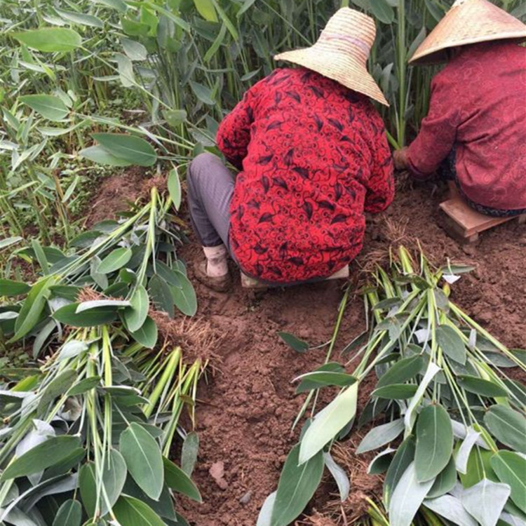 Nursery wholesale of aquatic plants, flowers, water bamboo