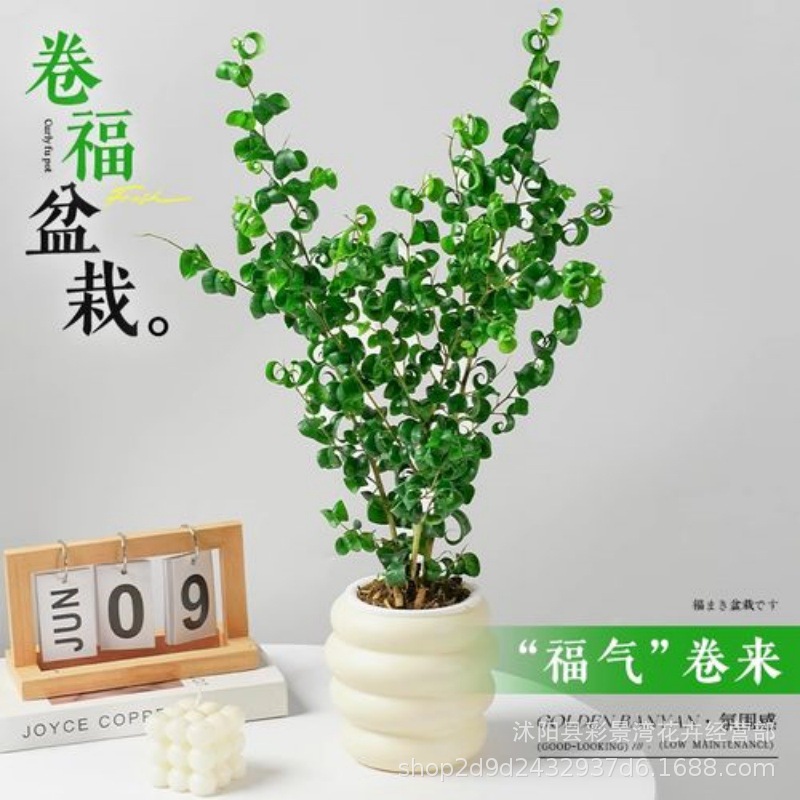 Ficus microcarpa plants, rolled lucky potted plants, indoor