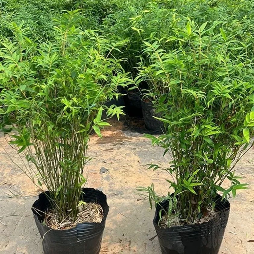 Rice bamboo potted plant seedling base clearance special pr