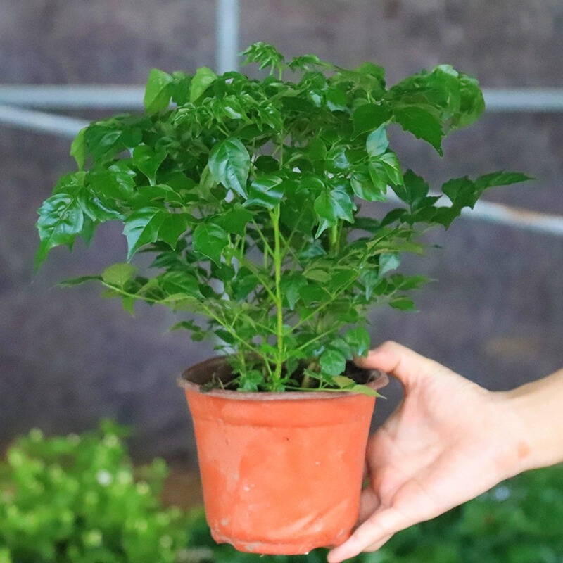 Happiness tree, potted plant, green treasure, wealth tree,