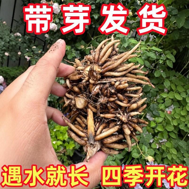 Flower Buttercup Ball Indoor and Outdoor Four Seasons Ocean