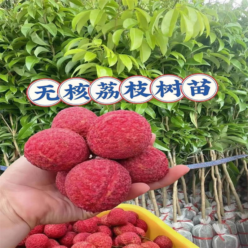 Litchi tree, seedless cinnamon flavored fruit tree, potted