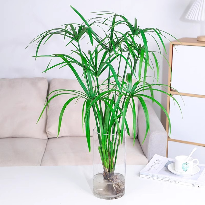 Potted hydroponic plants of Phyllostachys pubescens Linnaeu