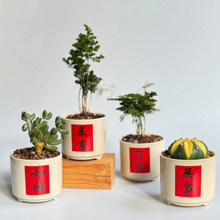 白色多肉盆创意桌面摆件现代家居园艺仙人掌绿植花盆可印logo