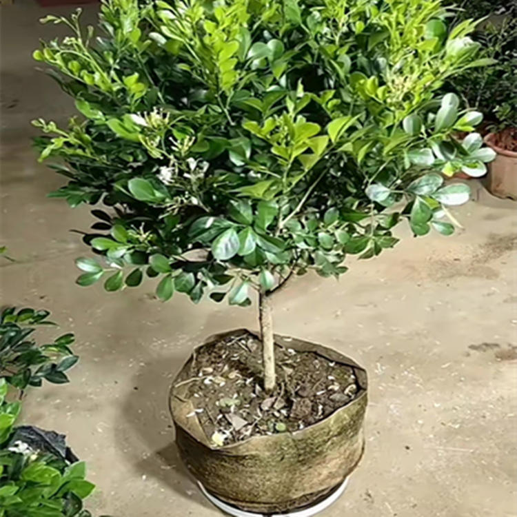 Solitary Nine Mile Incense Potted Seedlings Tree Form Nine