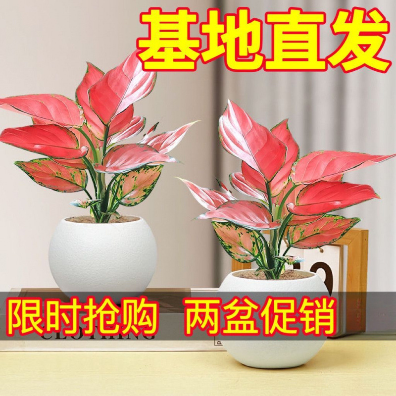 Geely Hongtu Peiruyi Empress Green Plant Office, Living Roo