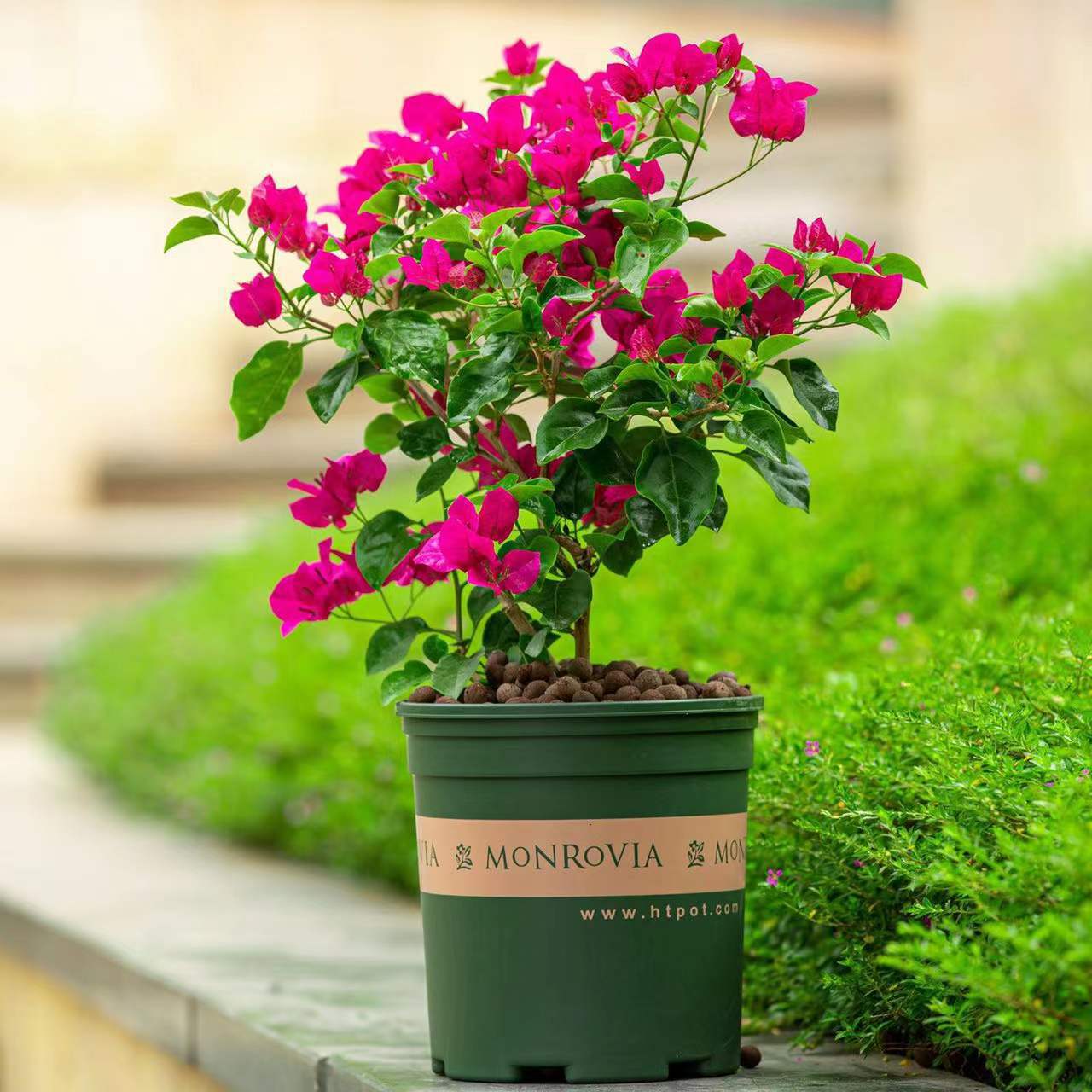Triangular plum potted plant with flowerpot, multi-color, f