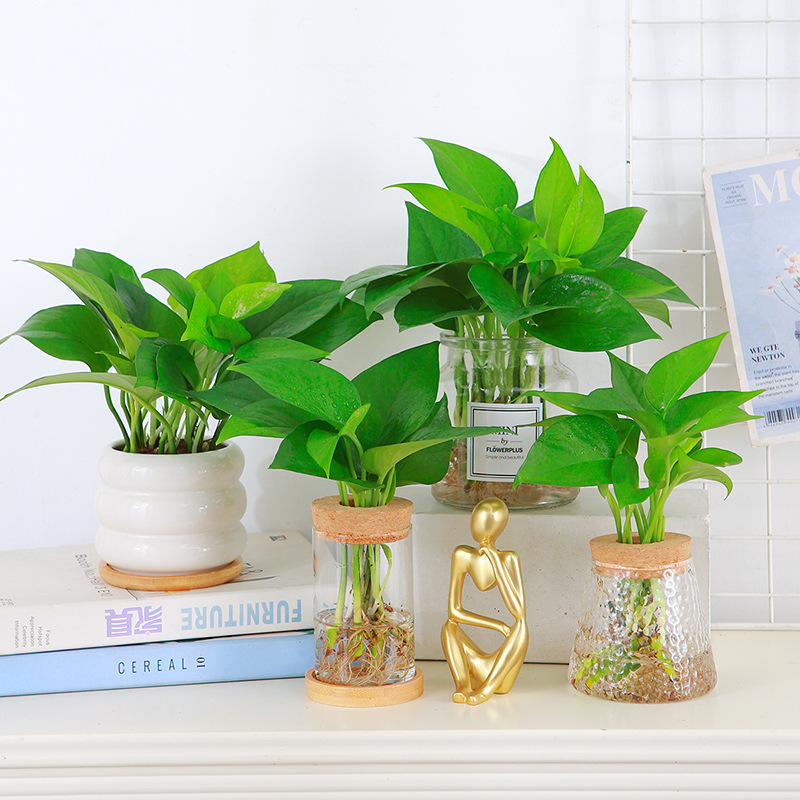 Green ivy potted hydroponic plants desktop green eye nouris