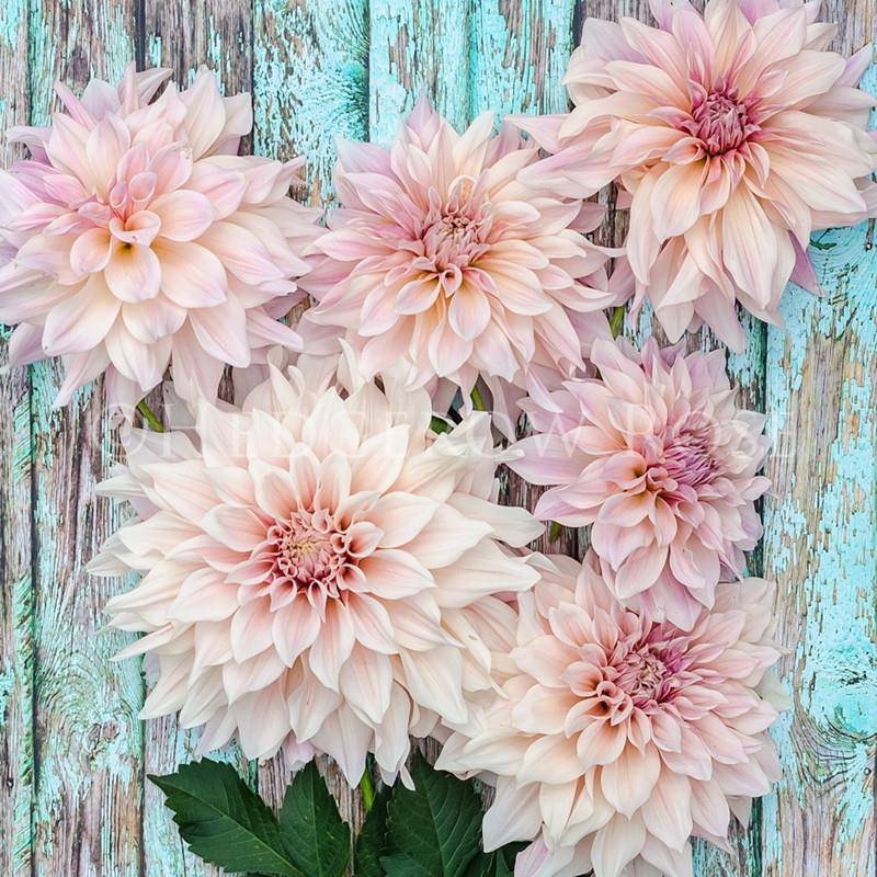 Double petaled dahlias, bulbs, rhizomes, courtyard balconie