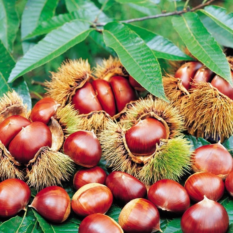 Grafted chestnut seedlings, Dahongpao, Chengde chestnut see