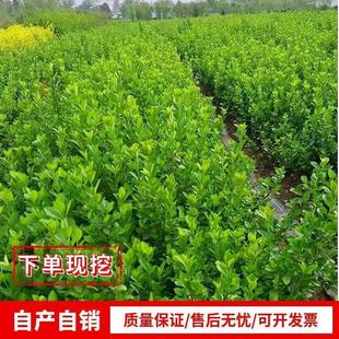 seedlings boxwood melon seeds see Small ball leaf