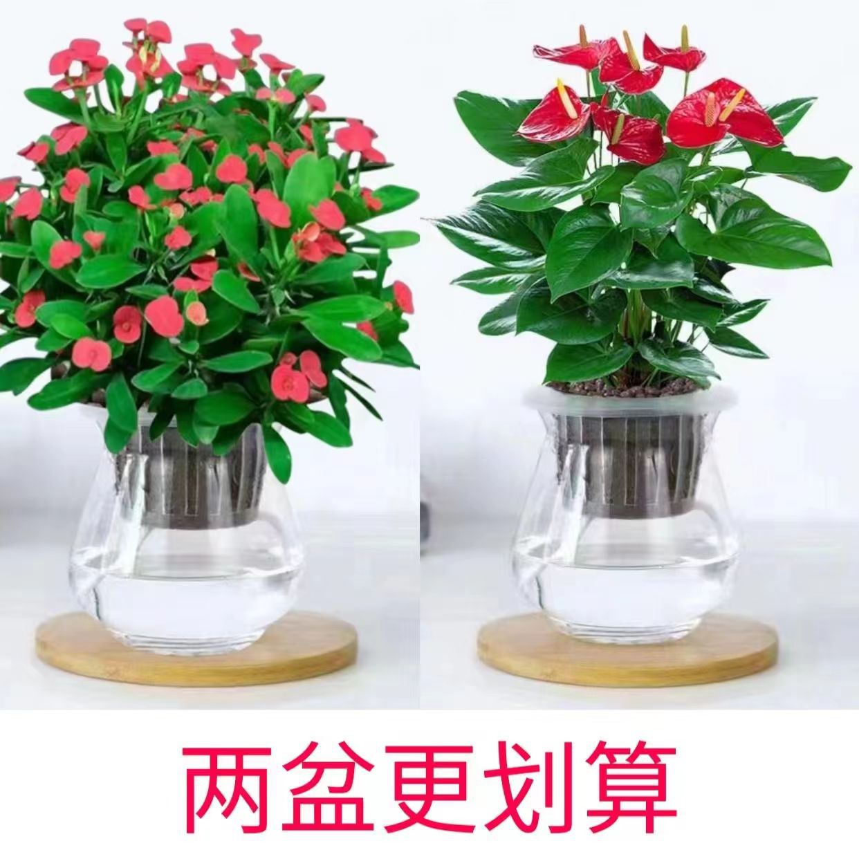 Tiger thorn plum, iron crabapple potted plant, indoor balco