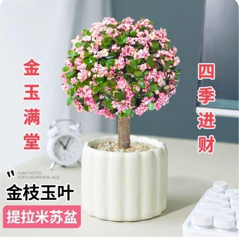 Golden branches, jade leaves, old piles, potted plants with