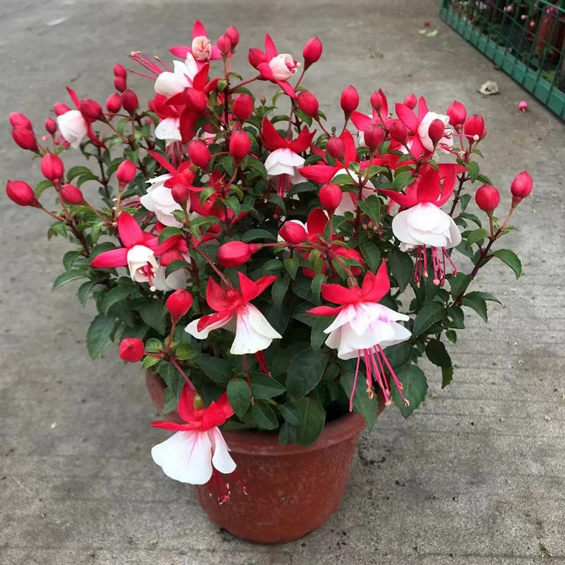 Double petaled inverted golden bell flower seedlings, lante