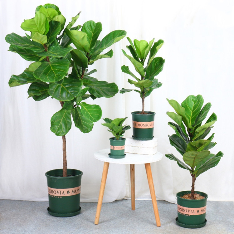 Qinyerong indoor large potted plant purifies the air, Qingy