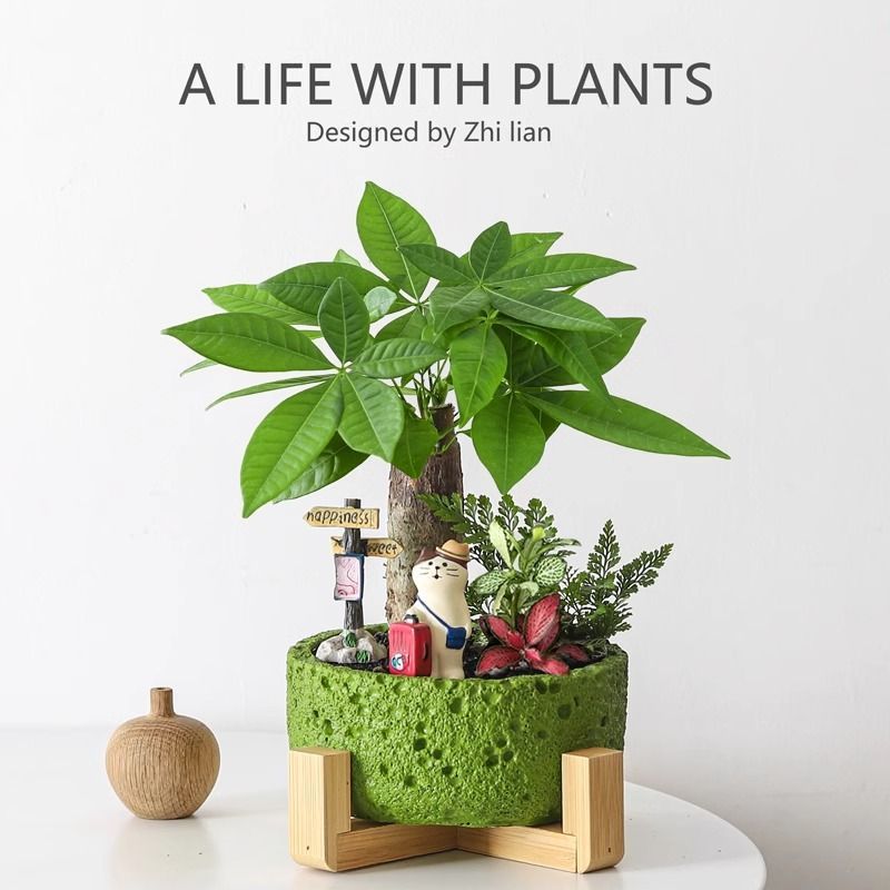 Fortune tree, potted plants, indoor purification flowers, g