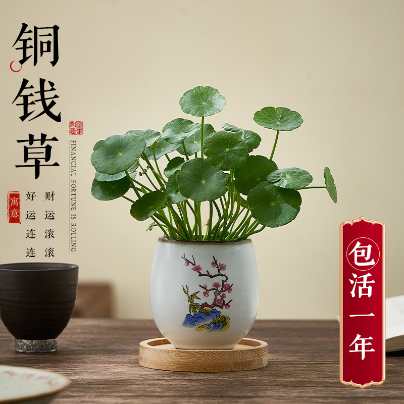 Copper money grass hydroponic plant indoor flower potted ol