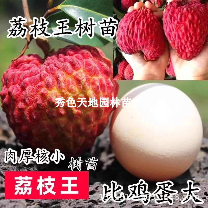 New Product: Hainan Litchi King Seedlings, Volcanic Rock Li