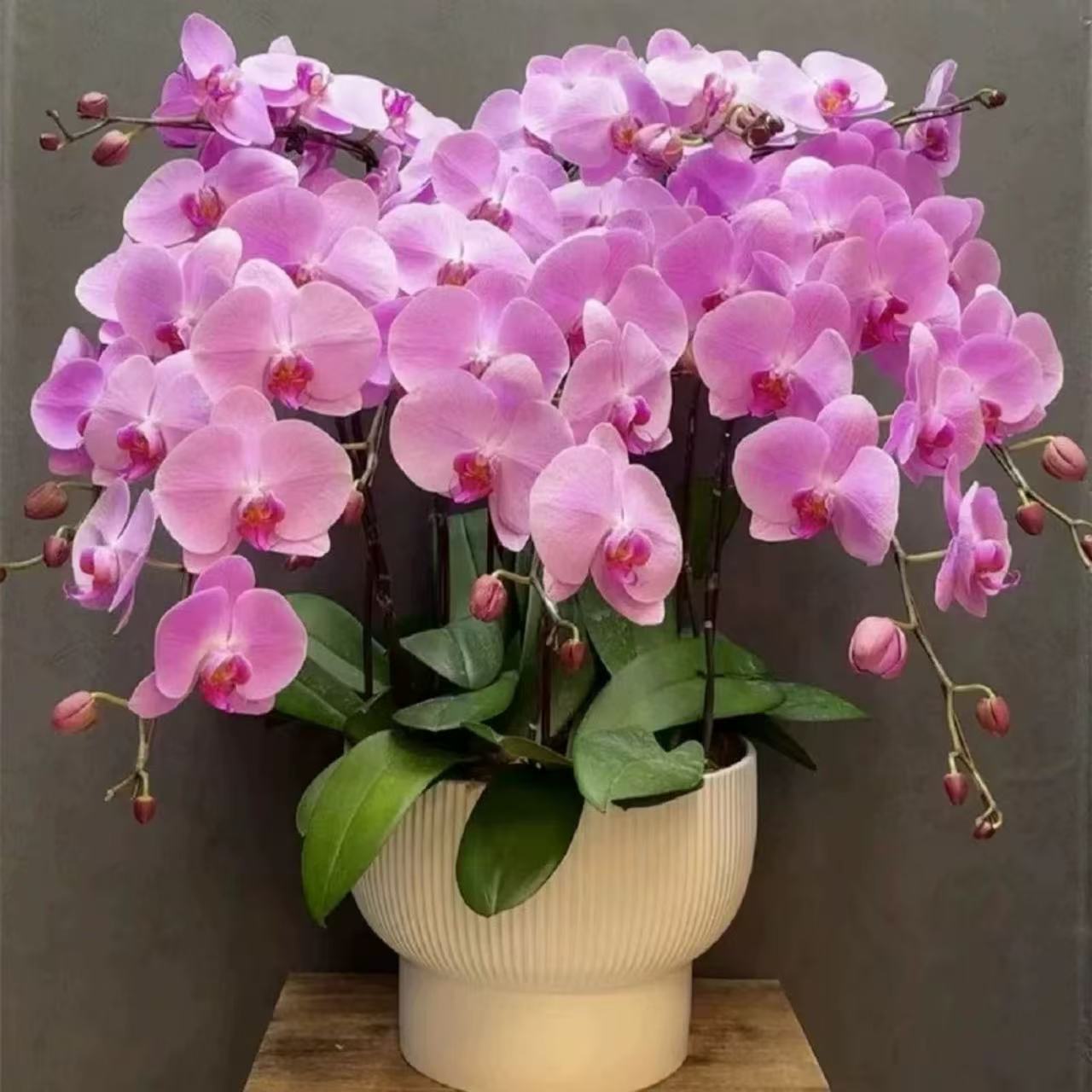 Butterfly flower seedlings, potted plants, green plants tha
