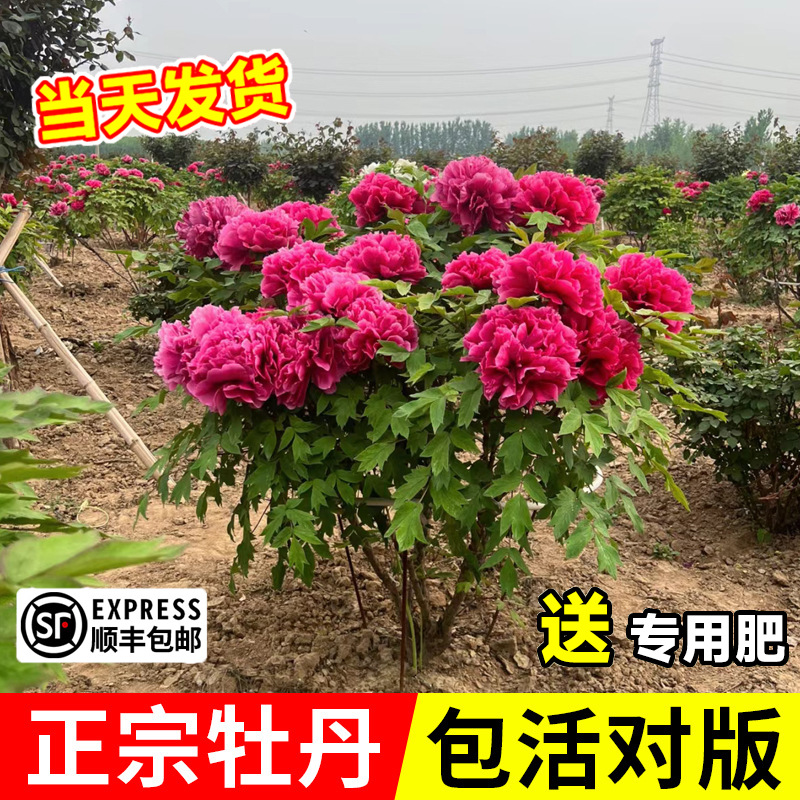 Luoyang Authentic Peony Tree Seedlings Old Stakes with Flow