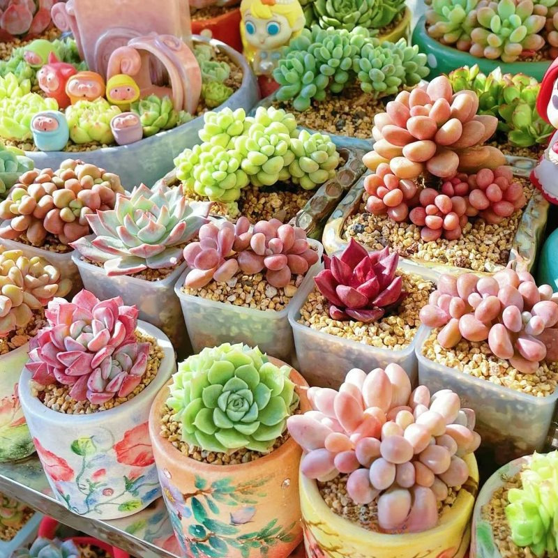 Succulent plants kindergarten, green plants, small potted f