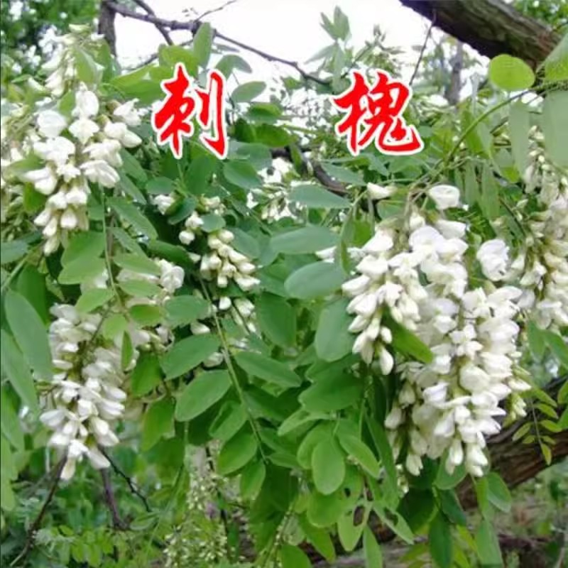 Slope protection shrubs, Robinia pseudoacacia, multiple flo