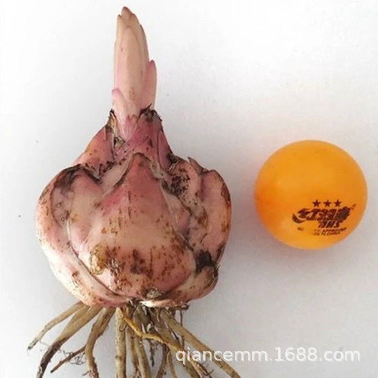 Wholesale perfume lily bulbs lily bulbs flower plants potte