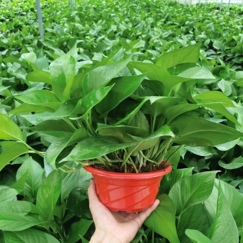 Green ivy potted large leaf flowers hanging basket plants f