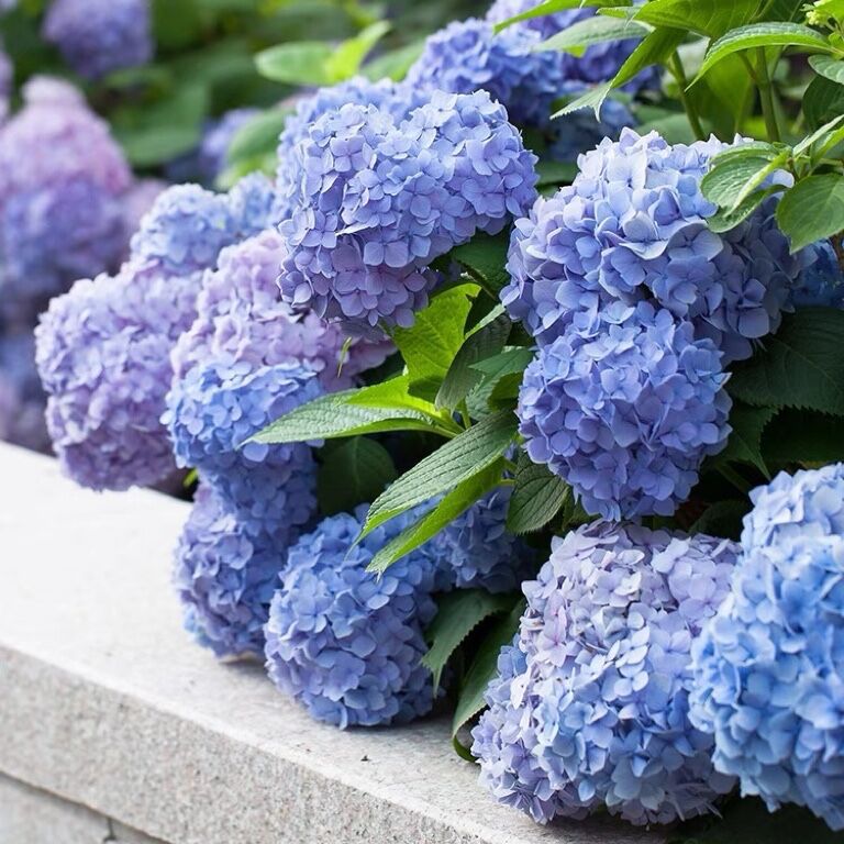 Endless hydrangea seedlings bloom in all seasons of summer,