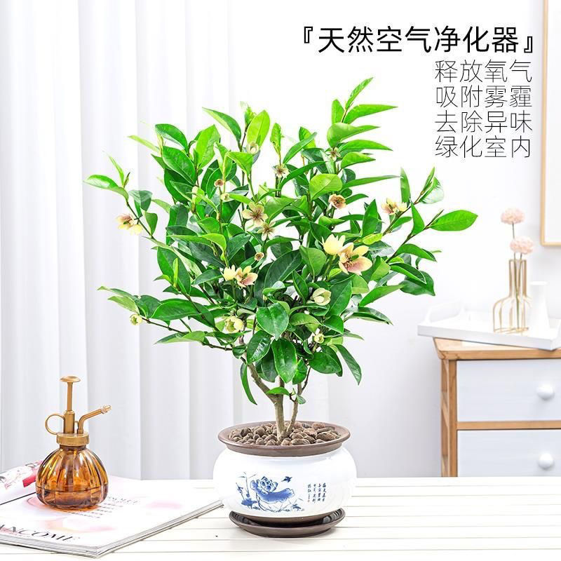 Smiling flower seedlings, potted Xiangfei saplings, fragran