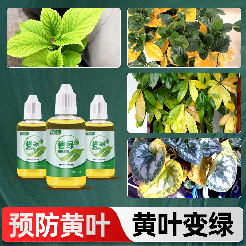 Chlorophyll nutrient solution can solve the problem of yell