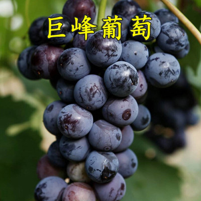 Grape vines, sunshine roses, sapphire potted plants, courty