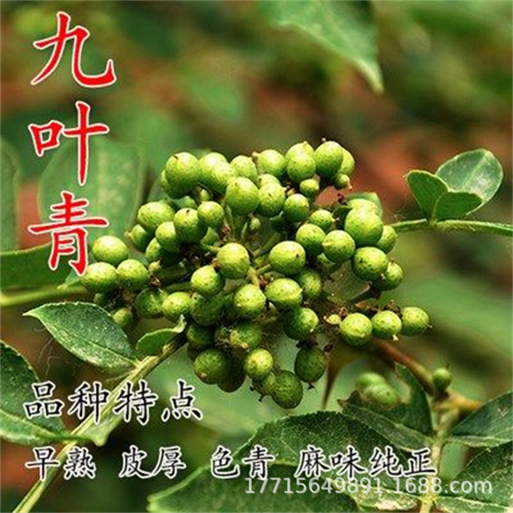 花椒苗树大红袍麻椒藤椒当年结果盆栽大苗小苗花椒树苗无刺花椒树