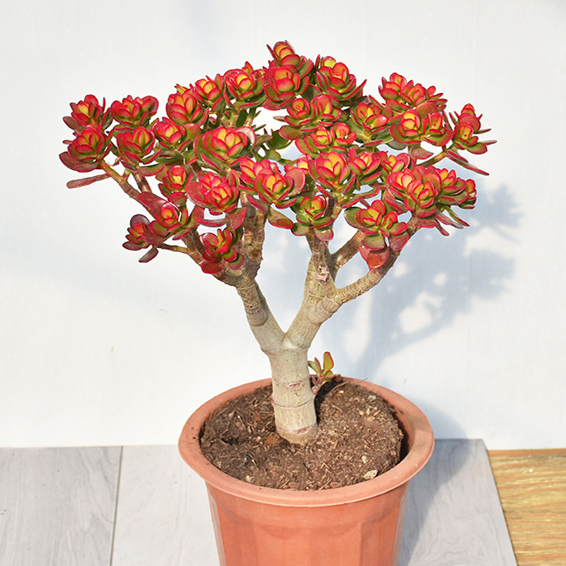 Yushu Potted Old Pile Ji Red Flower Moon Succulent Plant In