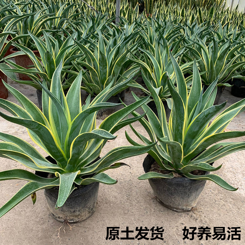 Dragon tongue potted indoor large succulent plants, large o