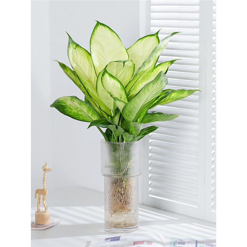 Hydroponic plants, evergreen Marian potted plants, indoor g