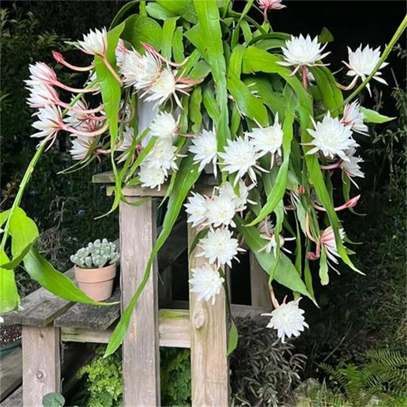 Epiphyllum, small leaves, rolling leaves, fun balcony, cour