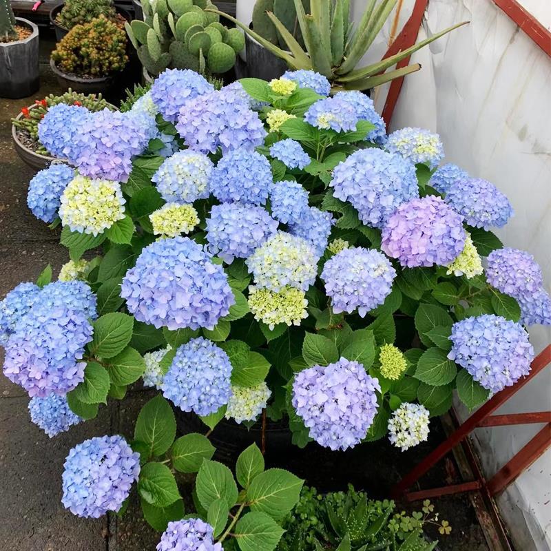 Hydrangea seedlings, old piles, endless summer potted flowe