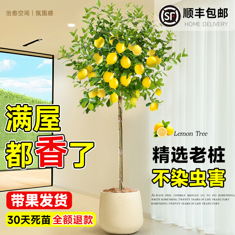 Perfume, lemon tree, potted living room, green plants with