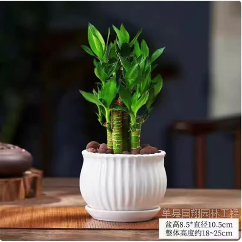 Dracaena sanderiana indoor wealth seeking green plants step