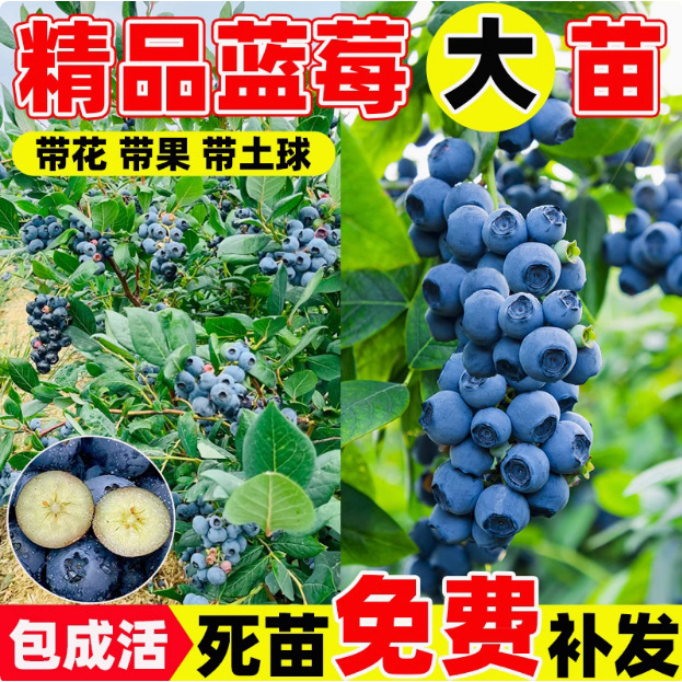 Blueberry sapling potted blueberry tree fruit seedling plan