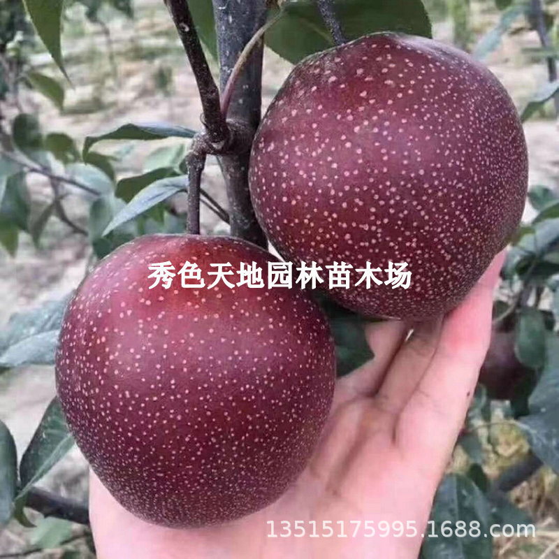 Grafting of all red pear seedlings onto Aohong No.1 pear se