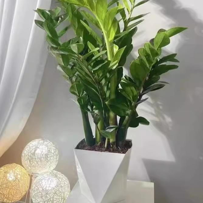 Money tree potted indoor year-round evergreen, easy to main